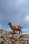 Herd of goats grazing in Mount Aizkorri