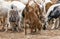 Herd of goats grazing on a pasture. The dairy goats are eating hay in the pasture