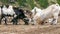 Herd of goats grazing on a pasture. The goats are eating hay kneeling