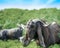 Herd of goats grazing on a pasture in the mountains. Herbivores old male beast pet looking in camera. Anglo-Nubian breed of