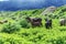 Herd of goats grazing on a pasture in the mountains. Herbivores pets eating grass