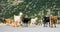 Herd of goats grazing by the road in Peloponnese, Greece. Domestic goats, highly prized for their meat and milk production