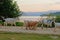 Herd of goats heading back to their shed in the evening in the Romanian countryside, side view