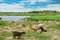 Herd of goats on lake