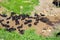 A herd of goats in the midday sun in the north of the island of Tenerife