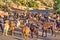 Herd of goats in the mountains of Morocco near Agadir