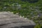 Herd of goats in the mountains in spring day