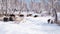 A herd of goats is moving across the snow-covered forest in search of food.