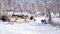 A herd of goats is moving across the snow-covered forest in search of food.