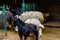 Herd of goats, rams and sheeps in a corral on farm