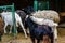 Herd of goats, rams and sheeps in a corral on farm