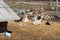 Herd of goats, rams and sheeps in corral on farm