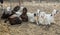 Herd of Goats relaxing at a goat farm in rural India