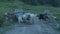 Herd of goats on the road blocked the traffic. Mountains, Norway