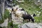 Herd of goats roam the street of rural town.