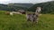 Herd of goats in Romania