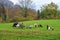 Herd of goats and sheep grazing in the mountain alpine village. A small herd of goats feeding at the autumn day. Animal husbandry