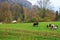 Herd of goats and sheep grazing in the mountain alpine village. A small herd of goats feeding at the autumn day. Animal husbandry