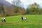 Herd of goats and sheep grazing in the mountain alpine village. A small herd of goats feeding at the autumn day. Animal husbandry