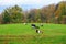 Herd of goats and sheep grazing in the mountain alpine village. A small herd of goats feeding at the autumn day. Animal husbandry