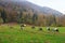 Herd of goats and sheep grazing in the mountain alpine village. A small herd of goats feeding at the autumn day. Animal husbandry