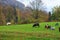 Herd of goats and sheep grazing in the mountain alpine village. A small herd of goats feeding at the autumn day. Animal husbandry