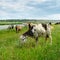 Herd of goats and sheep grazing in the pasture