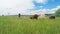 Herd of goats and sheep in the pasture near the lake.