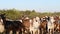 A herd of goats and sheeps is going to the road on a sunny day. Classical and ecological goat raising. Goat breeding in Salento, I