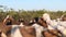 A herd of goats and sheeps is going to the road on a sunny day. Classical and ecological goat raising. Goat breeding in Salento, I