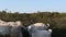 A herd of goats and sheeps is going to the road on a sunny day. Classical and ecological goat raising. Goat breeding in Salento, I