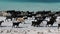 Herd of goats walking along rocky coast of lake with turquoise water