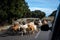 Herd of goats walking on the road with a waiting car ,corsica france ,transhumance or seasonal migration