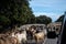 Herd of goats walking on the road with a waiting car ,corsica france ,transhumance or seasonal migration