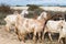 A herd of goats wanders to pasture. Ecological goat raising. Goat breeding in Salento, part of Puglia, Italy