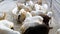 Herd of goats in zoo cage. Tiger Park Pattaya. Thailand