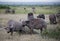 Herd of gray buffalo on african savannah