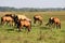 Herd grazing