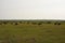 Herd of Grazing American Buffalo on Sage Creek Rim Road