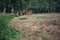 Herd of grazing brown cows.