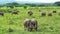 Herd of grazing buffalo