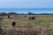 Herd with grazing cattle by a coastal grassland