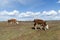 Herd with grazing cattle at a great plain grassland