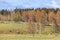 Herd of grazing cattles on a pasture in springtime