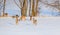 A herd of grazing deer on a snowy field