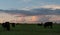Herd grazing a dusk - web banner