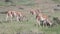 Herd of grazing guanaco