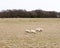 herd of grazing sheep in field grassland white sky autumn winter