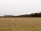 herd of grazing sheep in field grassland white sky autumn winter