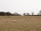 herd of grazing sheep in field grassland white sky autumn winter